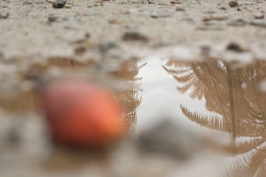 low-angle shots of muddy puddle pathway in the plantation.