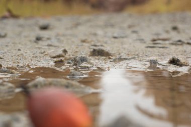 low-angle shots of muddy puddle pathway in the plantation.