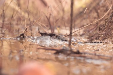 low-angle shots of muddy puddle pathway in the plantation.