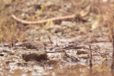 low-angle shots of muddy puddle pathway in the plantation.