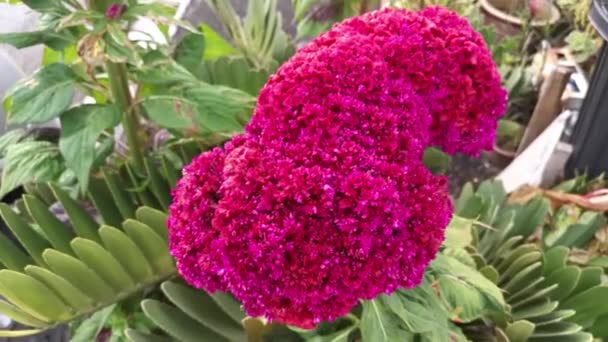 Red Plumed Silver Cock Comb Tropical Herbaceous Plant — Stockvideo