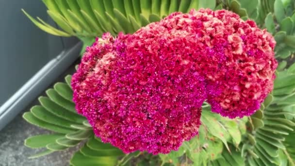 Red Plumed Silver Cock Comb Tropical Herbaceous Plant — Stockvideo