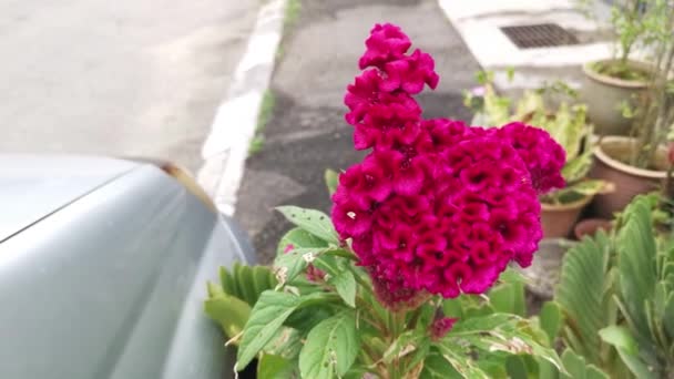 Κόκκινος Ασημένιος Πούτσος Χτενίζει Τροπικό Ποώδες Φυτό — Αρχείο Βίντεο
