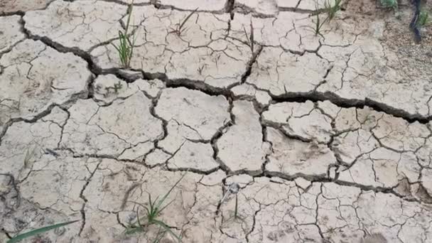 Сухой Трещины Земли Сельском Хозяйстве Засухи — стоковое видео