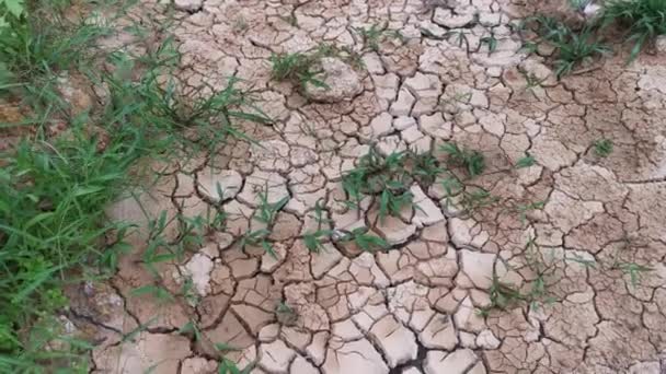 Dry Crack Earth Agriculture Land Due Drought — Wideo stockowe