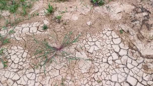 干旱造成的农业用地干裂 — 图库视频影像