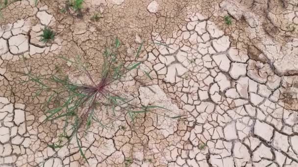 Сухой Трещины Земли Сельском Хозяйстве Засухи — стоковое видео