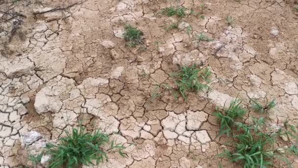 Dry Crack Earth Agriculture Land Due Drought — Stock Video
