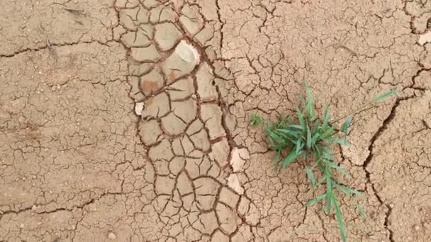 Crăpături Uscate Terenul Agricol Din Cauza Secetei — Videoclip de stoc