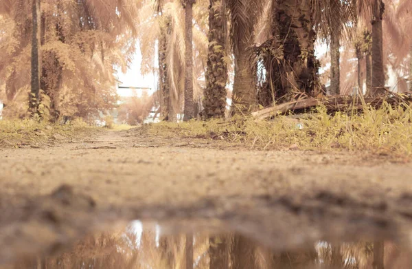 scene of gravel and overgrowth by the puddle bank.