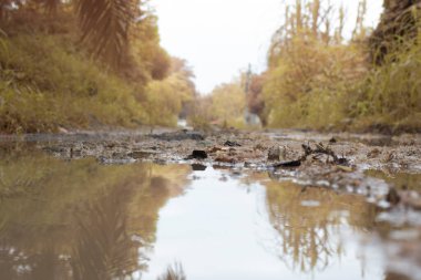 scene of gravel and overgrowth by the puddle bank. 