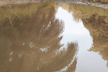 scene of gravel and overgrowth by the puddle bank. 