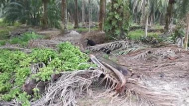 stray female dog and her barking puppy at the plantation 