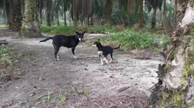 stray female dog and her barking puppy at the plantation 