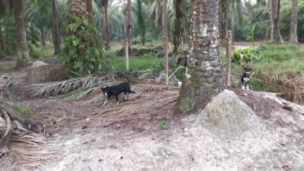 Stray Female Dog Her Barking Puppy Plantation — Αρχείο Βίντεο