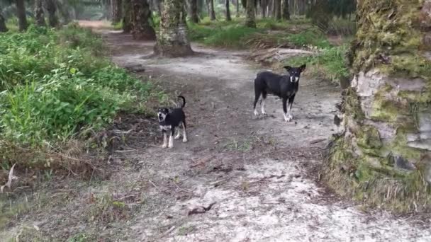 Stray Female Dog Her Barking Puppy Plantation — Stockvideo