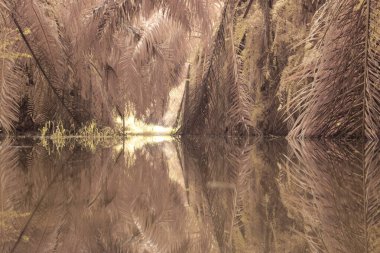 scene of gravel and overgrowth by the puddle bank. 