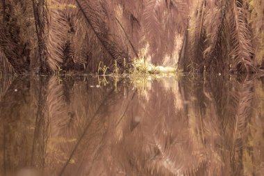 scene of gravel and overgrowth by the puddle bank. 