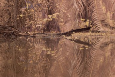 scene of gravel and overgrowth by the puddle bank. 