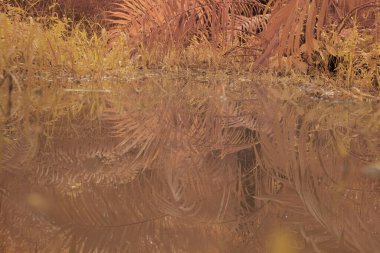 scene of gravel and overgrowth by the puddle bank. 
