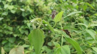 Brown leaf-footed bug perching on the weed leaves branches.