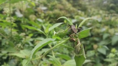 Brown leaf-footed bug perching on the weed leaves branches.