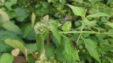 Brown leaf-footed bug perching on the weed leaves branches.