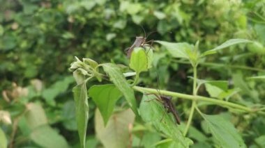 Brown leaf-footed bug perching on the weed leaves branches.