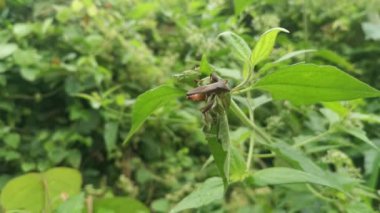 Brown leaf-footed bug perching on the weed leaves branches.