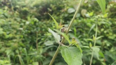 Brown leaf-footed bug perching on the weed leaves branches.