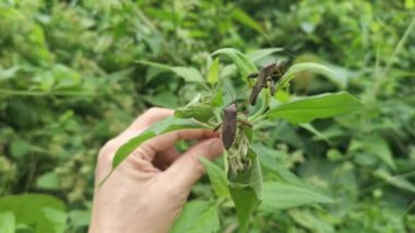 Brown leaf-footed bug perching on the weed leaves branches.