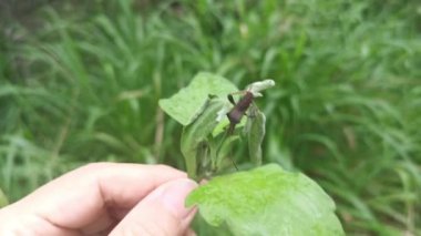 Brown leaf-footed bug perching on the weed leaves branches.