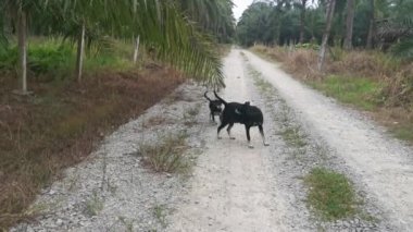 stray female dog and her puppy loitering along the the plantation road
