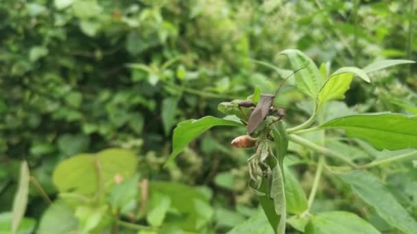 Brown Leaf Footed Bug Perching Weed Leaves Branches — 图库视频影像
