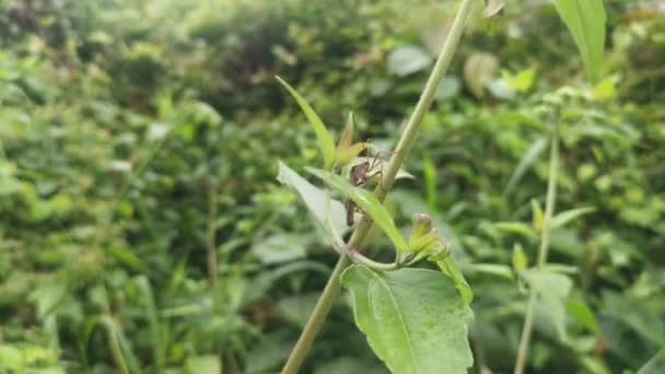 Brown Leaf Footed Bug Perching Weed Leaves Branches — Video Stock
