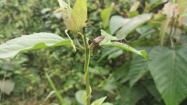 Brown Leaf Footed Bug Perching Weed Leaves Branches — Stockvideo