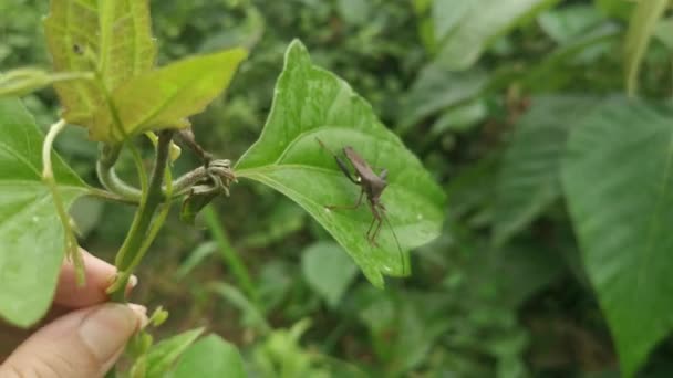 Brown Leaf Footed Bug Perching Weed Leaves Branches — Stok video