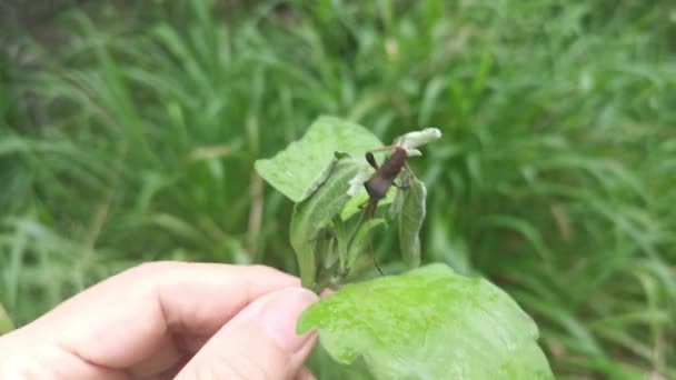 Brown Leaf Footed Bug Perching Weed Leaves Branches — Stock video