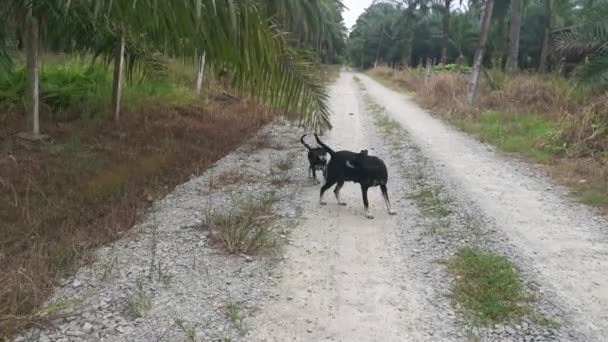 Stray Female Dog Her Puppy Loitering Plantation Road — Stockvideo