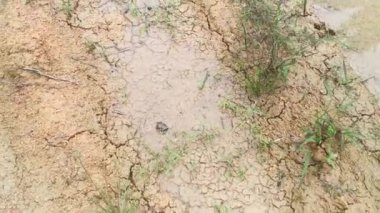Su birikintisi kuruduktan sonra kuru ve çatlak çamur dokusu sahnesi.