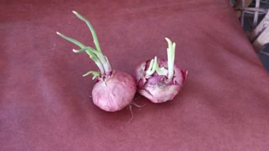 onion sprouting out with young leafy shoot.