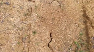 Su birikintisi kuruduktan sonra kuru ve çatlak çamur dokusu sahnesi.