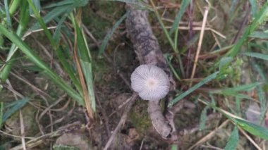 psathyrellaceae mushrooms sprouting out from the ground.
