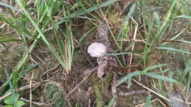 psathyrellaceae mushrooms sprouting out from the ground.
