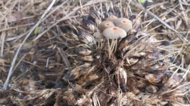 Palmiye yağı meyvesi kümesinden çıkan psathyrellaceae mantarları.