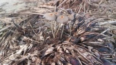 Palmiye yağı meyvesi kümesinden çıkan psathyrellaceae mantarları.