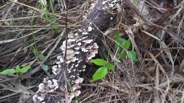 Tiny Wild Funnel Fan Shaped Mushrooms Sprouting Dead Tree Branches — Wideo stockowe