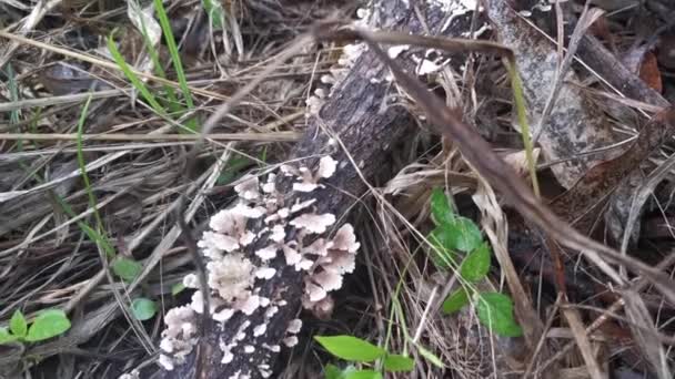 Tiny Wild Funnel Fan Shaped Mushrooms Sprouting Dead Tree Branches — Stockvideo