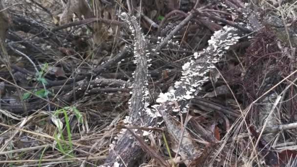 Tiny Wild Funnel Fan Shaped Mushrooms Sprouting Dead Tree Branches — 图库视频影像