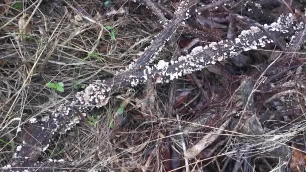 Tiny Wild Funnel Fan Shaped Mushrooms Sprouting Dead Tree Branches — ストック動画